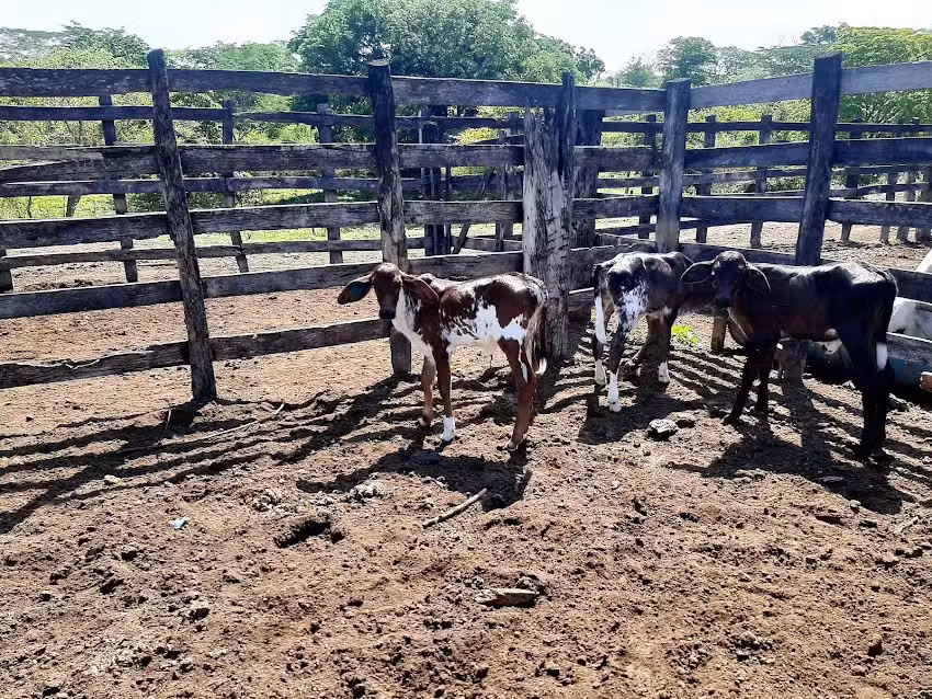 TROCHA DE DISCIPLINA
