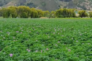 Valle de Samac&aacute;