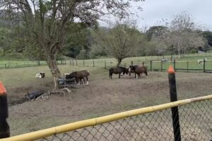 Villas de Santa Cruz
