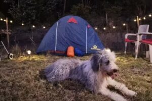 Zona de Camping NaturaLove